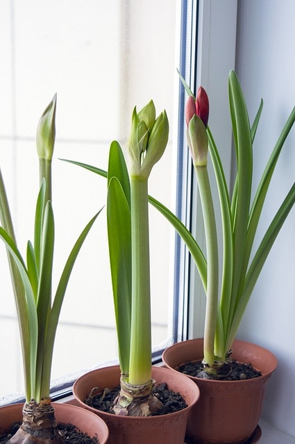Indoor plant